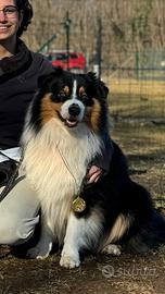 Pastore Australiano black tricolor per monta