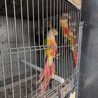 Pyrrhura molinae pappagalli singoli e coppie