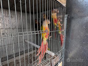 Pyrrhura molinae pappagalli singoli e coppie