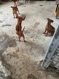 Cucciole e Cuccioli di Pinscher