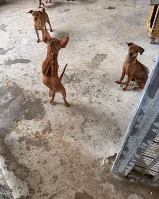 Cucciole e Cuccioli di Pinscher