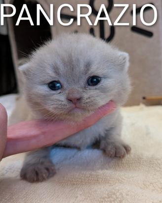 Cuccioli british