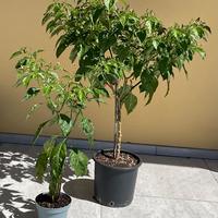 PIANTE DI PEPERONCINO