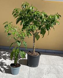 PIANTE DI PEPERONCINO