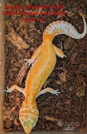 Geco leopardino varie colorazione
