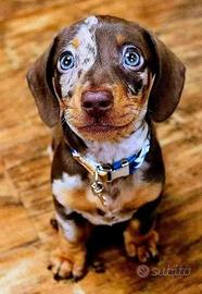 bassotti cuccioli