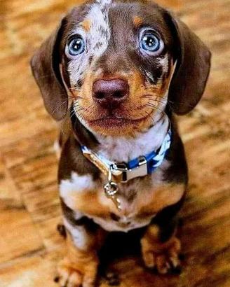 bassotti cuccioli