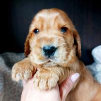 Cuccioli cocker spaniel inglese con Pedigree