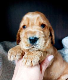 Cuccioli cocker spaniel inglese con Pedigree