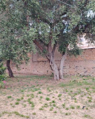 Terreno edificabile