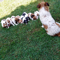 Cuccioli di Jack russel pronti per una nuova fami
