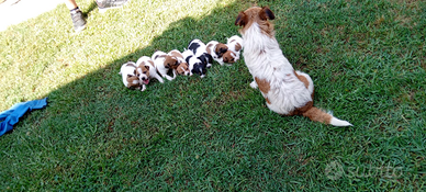Cuccioli di Jack russel pronti per una nuova fami