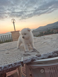 Cucciolo volpino italiano