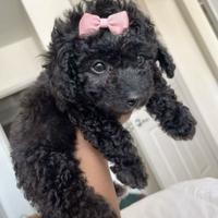 BARBONCINO - BARBONCINI TOY CUCCIOLI NERI pag rate