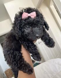 BARBONCINO - BARBONCINI TOY CUCCIOLI NERI pag rate