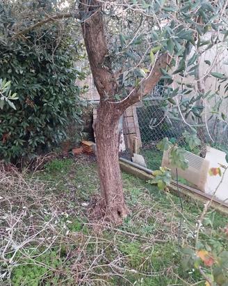 Alberi olivi