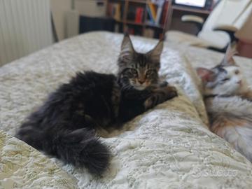 Maine Coon