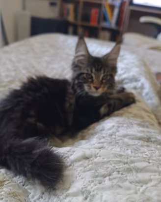 Maine Coon