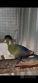 Turaco Leucotis