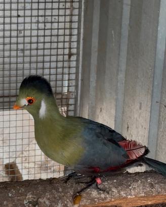 Turaco Leucotis