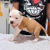 Cuccioli Amstaff