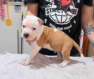 Cuccioli Amstaff