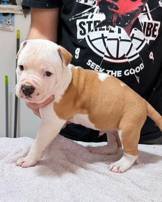Cuccioli Amstaff