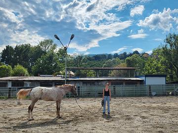 Appaloosa castrone