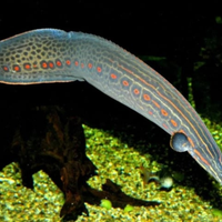 Mastacembelus erythrotaenia