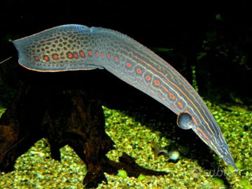 Mastacembelus erythrotaenia