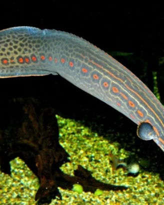 Mastacembelus erythrotaenia