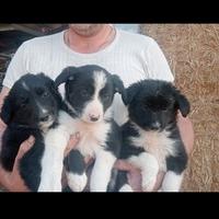 Border collie