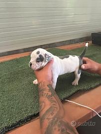 American Bully micro