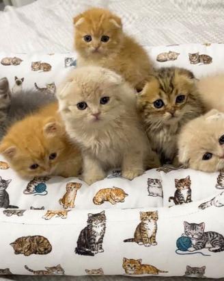 Scottish con pedigree vaccini e microchip