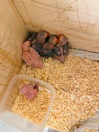 Parrocchetti dal collare