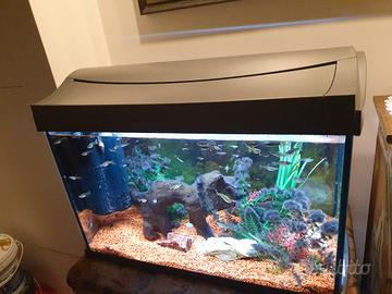 Acquario con pesci