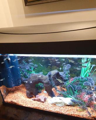 Acquario con pesci