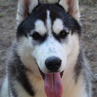 Siberian husky maschio