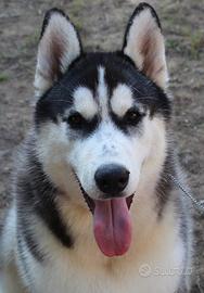 Siberian husky maschio