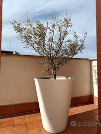Ulivo in vaso per terrazzo e giardino