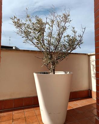 Ulivo in vaso per terrazzo e giardino