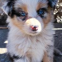 Cuccioli di pastore australiano con pedigree