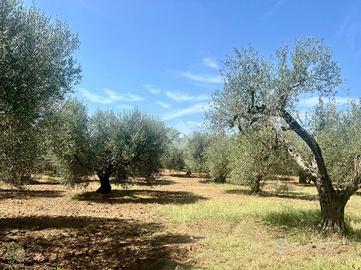 TER. RESIDENZIALE A MONTEFIASCONE