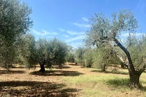 TER. RESIDENZIALE A MONTEFIASCONE