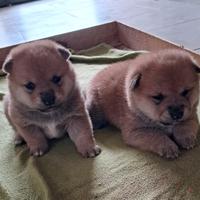 Shiba inu cuccioli