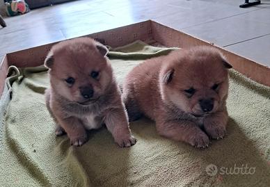 Shiba inu cuccioli