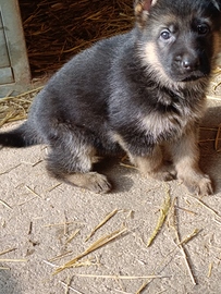 Cuccioli pastore tedesco