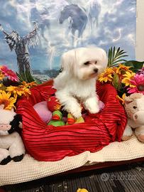 Maschietto Maltesino Taglia Piccola Toy Mini