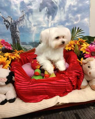 Maschietto Maltesino Taglia Piccola Toy Mini