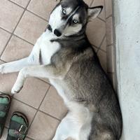 Siberian Husky femmina